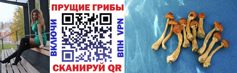 kraken рабочий сайт  Севастополь  Псилоцибиновые грибы Psilocybine cubensis  наркошоп 